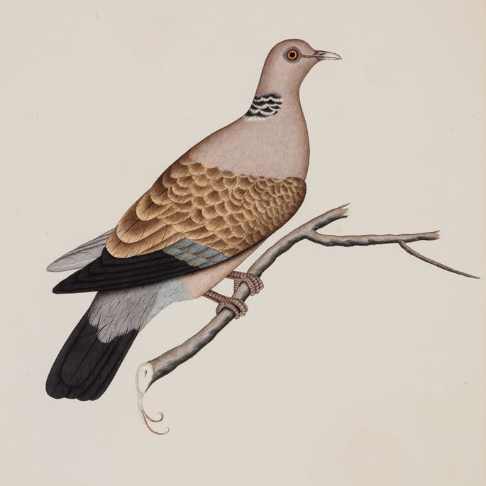 Company School Painting of a Spotted Dove (Cheetal Purdook) | MasterArt